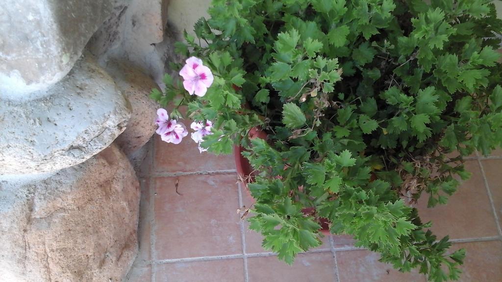 Villa Renzo E Lucia Sant Isidoro  ภายนอก รูปภาพ